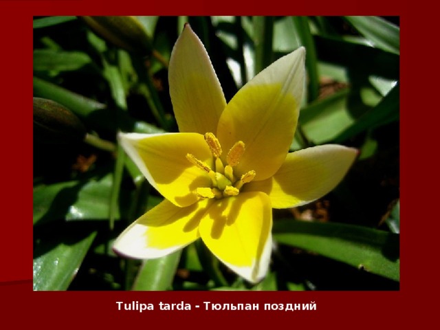 Tulipa tarda - Тюльпан поздний 