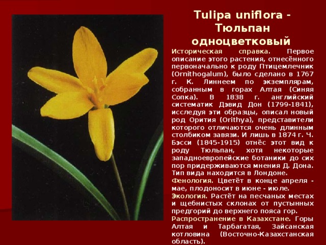 Tulipa uniflora - Тюльпан одноцветковый  Историческая справка. Первое описание этого растения, отнесённого первоначально к роду Птицемлечник (Ornithogalum), было сделано в 1767 г. К. Линнеем по экземплярам, собранным в горах Алтая (Синяя Сопка). В 1838 г. английский систематик Дэвид Дон (1799-1841), исследуя эти образцы, описал новый род Орития (Orithya), представители которого отличаются очень длинным столбиком завязи. И лишь в 1874 г. Ч. Бэсси (1845-1915) отнёс этот вид к роду Тюльпан, хотя некоторые западноевропейские ботаники до сих пор придерживаются мнения Д. Дона. Тип вида находится в Лондоне. Фенология. Цветёт в конце апреля - мае, плодоносит в июне - июле. Экология. Растёт на песчаных местах и щебнистых склонах от пустынных предгорий до верхнего пояса гор. Распространение в Казахстане. Горы Алтая и Тарбагатая, Зайсанская котловина (Восточно-Казахстанская область).  Рекомендован для занесения во 2-е издание Красной книги. 