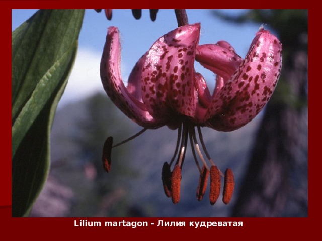 Lilium martagon - Лилия кудреватая 