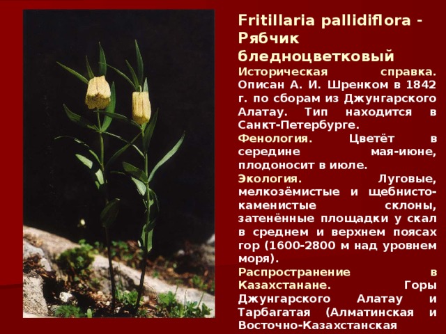 Fritillaria pallidiflora - Рябчик бледноцветковый  Историческая справка. Описан А. И. Шренком в 1842 г. по сборам из Джунгарского Алатау. Тип находится в Санкт-Петербурге. Фенология. Цветёт в середине мая-июне, плодоносит в июле. Экология. Луговые, мелкозёмистые и щебнисто-каменистые склоны, затенённые площадки у скал в среднем и верхнем поясах гор (1600-2800 м над уровнем моря). Распространение в Казахстанане. Горы Джунгарского Алатау и Тарбагатая (Алматинская и Восточно-Казахстанская области).  Внесен в Красную книгу. 