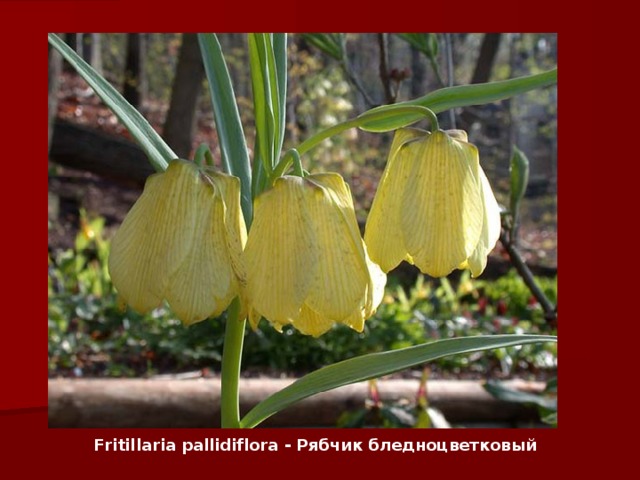 Fritillaria pallidiflora - Рябчик бледноцветковый 