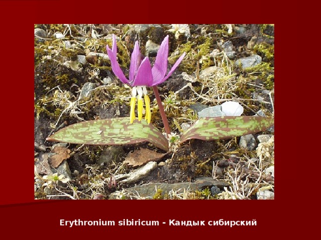 Erythronium sibiricum - Кандык сибирский 