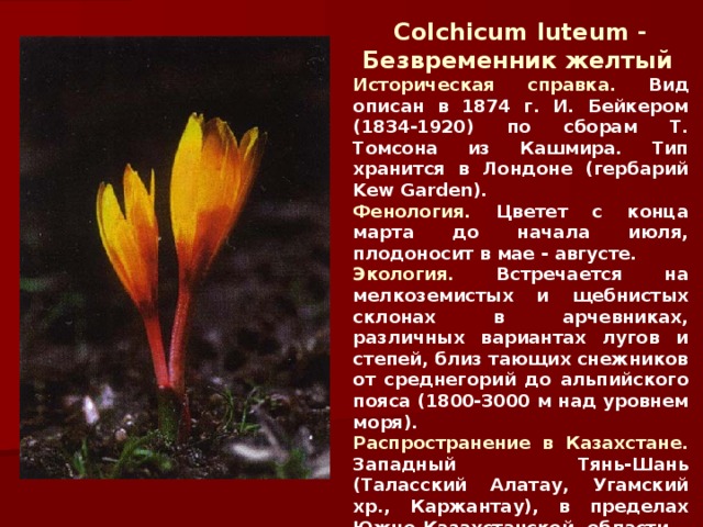 Colchicum luteum - Безвременник желтый  Историческая справка. Вид описан в 1874 г. И. Бейкером (1834-1920) по сборам Т. Томсона из Кашмира. Тип хранится в Лондоне (гербарий Kew Garden). Фенология. Цветет с конца марта до начала июля, плодоносит в мае - августе. Экология. Встречается на мелкоземистых и щебнистых склонах в арчевниках, различных вариантах лугов и степей, близ тающих снежников от среднегорий до альпийского пояса (1800-3000 м над уровнем моря). Распространение в Казахстане. Западный Тянь-Шань (Таласский Алатау, Угамский хр., Каржантау), в пределах Южно-Казахстанской области.  Внесен в Красную книгу. 