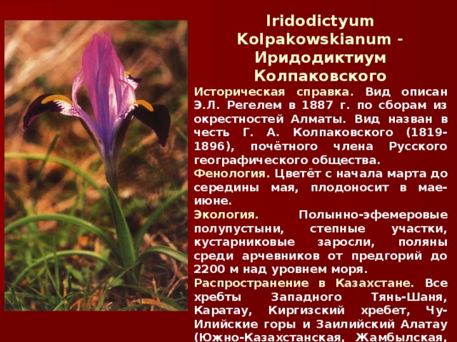 Iridodictyum K olpakowskianum - Иридодиктиум Колпаковского Историческая справка. Вид описан Э.Л. Регелем в 1887 г. по сборам из окрестностей Алматы . Вид назван в честь Г. А. Колпаковского (1819-1896), почётного члена Русского географического общества. Фенология. Цветёт с начала марта до середины мая, плодоносит в мае-июне. Экология. Полынно-эфемеровые полупустыни, степные участки, кустарниковые заросли, поляны среди арчевников от предгорий до 2200 м над уровнем моря. Распространение в Казахстане. Все хребты Западного Тянь-Шаня, Каратау, Киргизский хребет, Чу-Илийские горы и Заилийский Алатау (Южно-Казахстанская, Жамбылская, Алматинская области). Внесен в Красную книгу. 