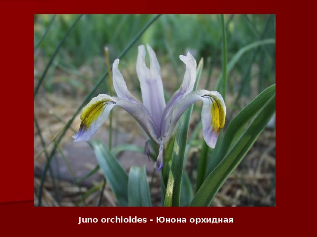 Juno orchioides - Юнона орхидная 