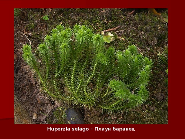 Huperzia selago – Плаун баранец 