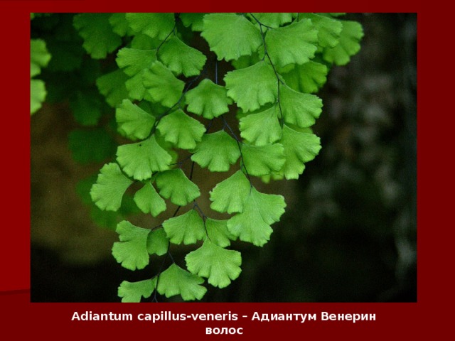 Adiantum capillus-veneris – Адиантум Венерин волос 