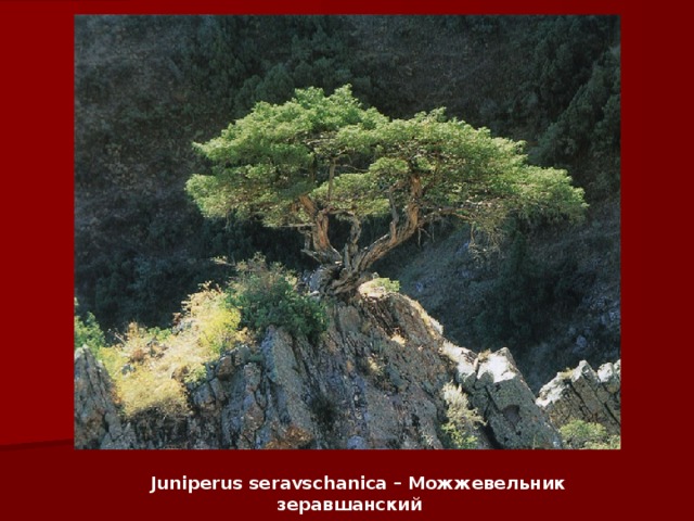 Juniperus seravschanica – Можжевельник зеравшанский     