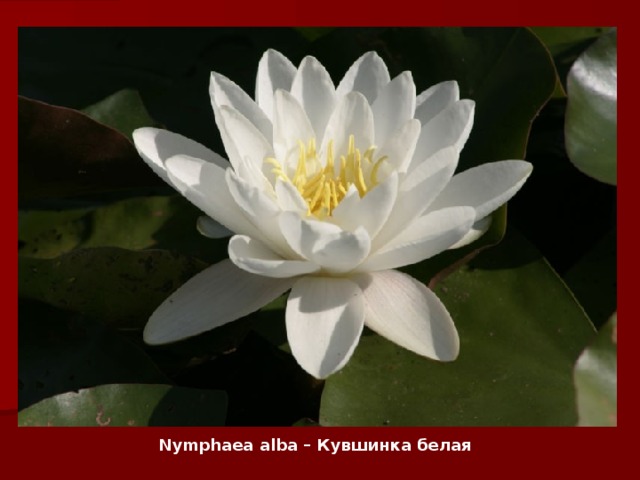 Nymphaea alba – Кувшинка белая 