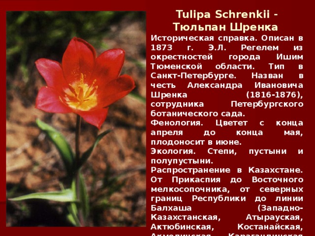 Тюльпан урал фото и описание