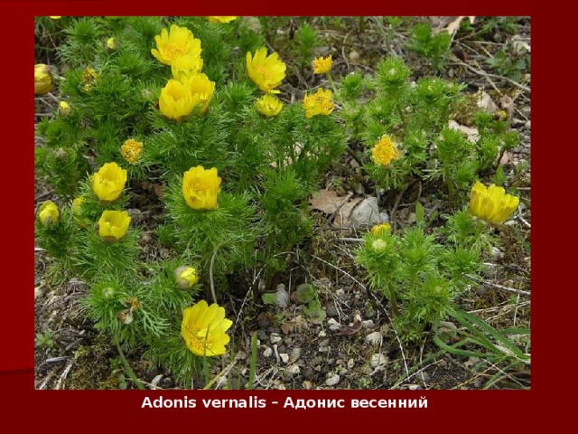 Adonis vernalis – Адонис весенний 