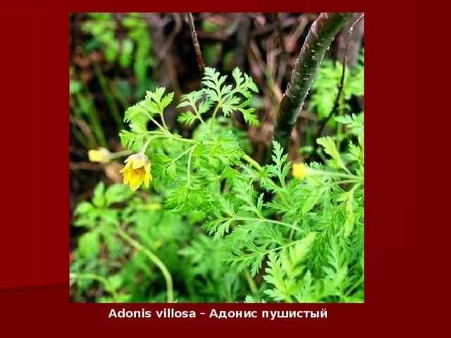 Adonis villosa – Адонис пушистый   