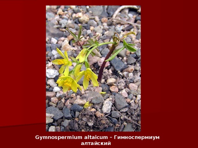 Gymnospermium altaicum – Гимноспермиум алтайский   