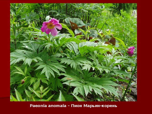 Paeonia anomala – Пион Марьин-корень   