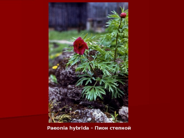 Paeonia hybrida – Пион степной   