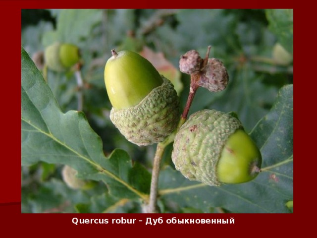 Quercus robur – Дуб обыкновенный   