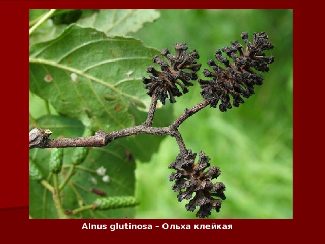 Alnus glutinosa – Ольха клейкая   