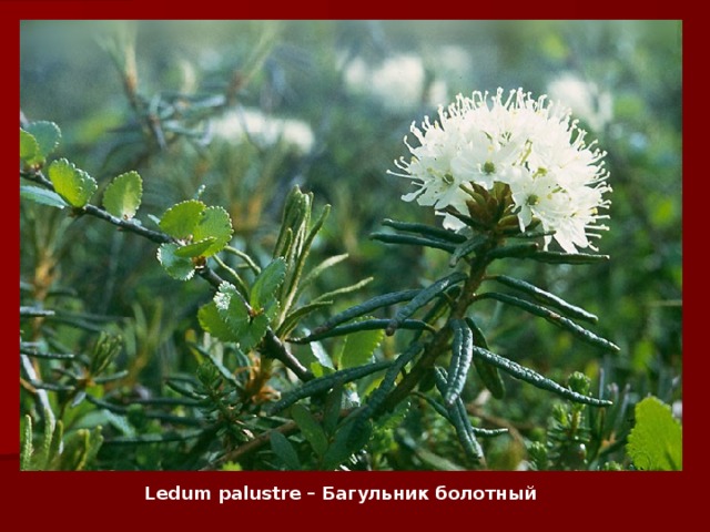 Ledum palustre – Багульник болотный     