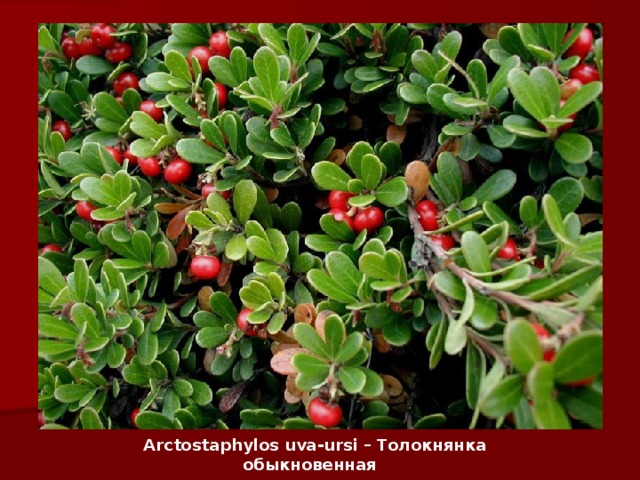 Arctostaphylos uva-ursi – Толокнянка обыкновенная   