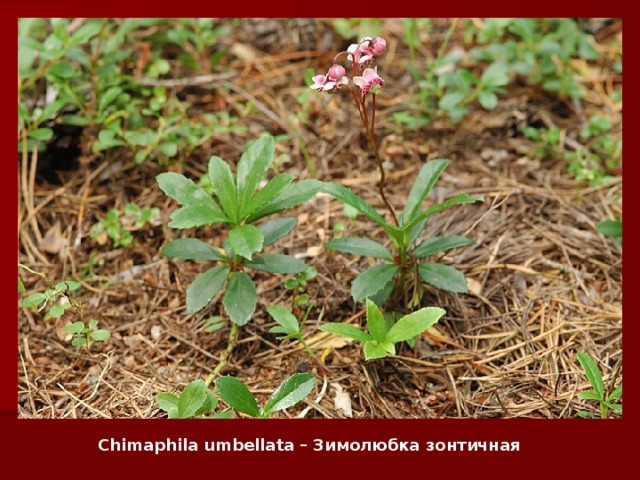 Chimaphila umbellata – Зимолюбка зонтичная   