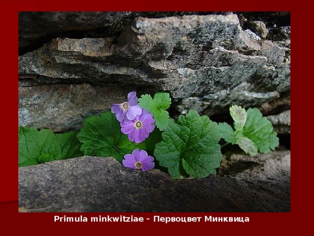 Primula minkwitziae – Первоцвет Минквица   