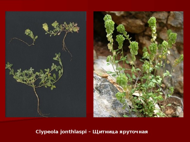 Clypeola jonthlaspi – Щитница яруточная   