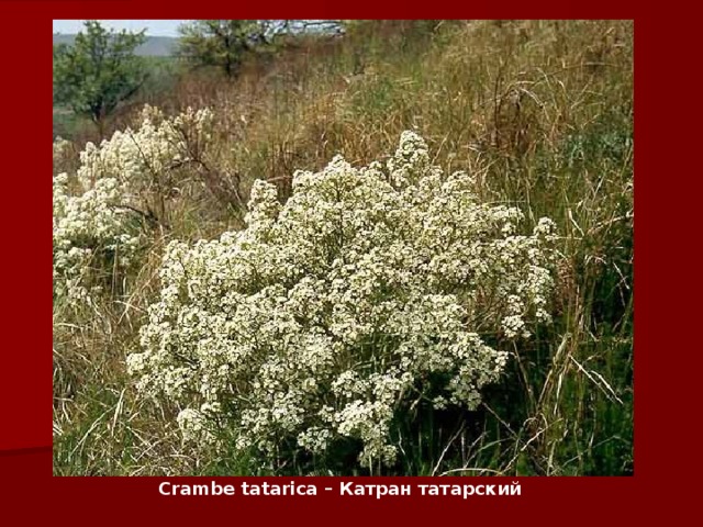 Crambe tatarica – Катран татарский   