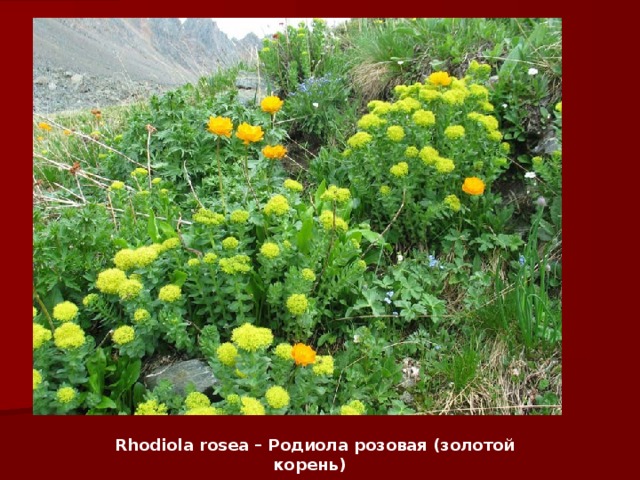 Rhodiola rosea – Родиола розовая (золотой корень)   