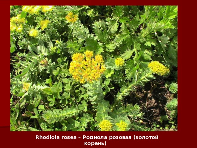 Rhodiola rosea – Родиола розовая (золотой корень)   
