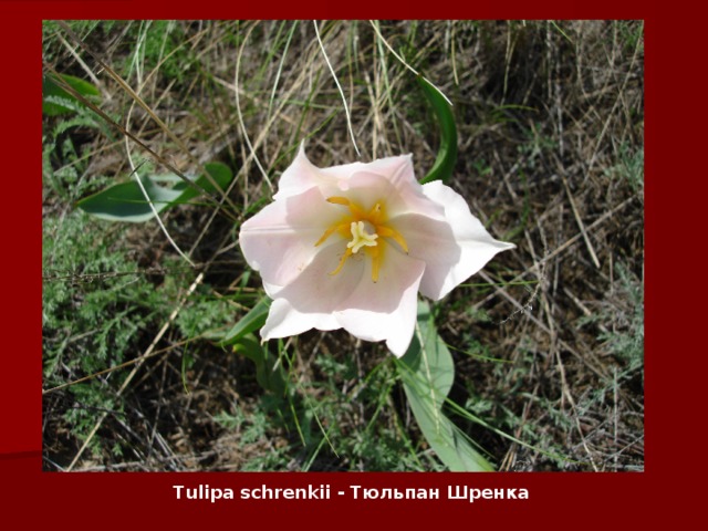 Tulipa schrenkii - Тюльпан Шренка 