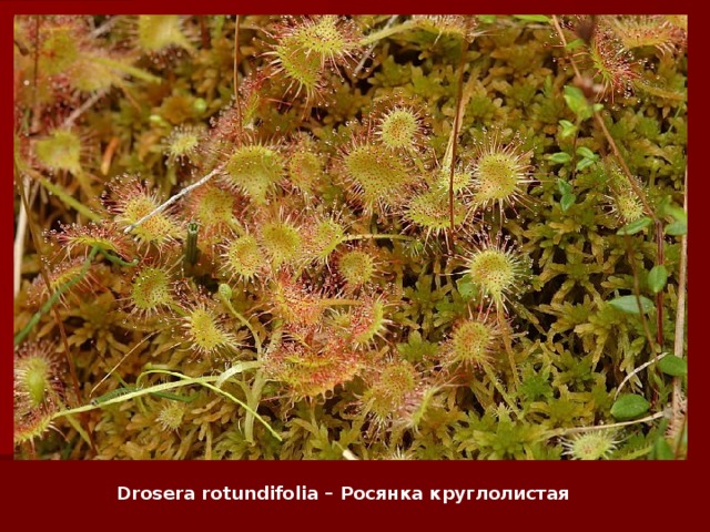 Drosera rotundifolia – Росянка круглолистая   