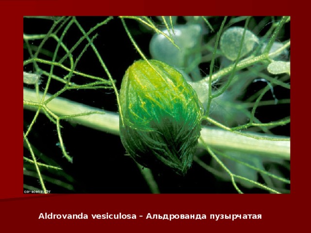 Aldrovanda vesiculosa – Альдрованда пузырчатая   