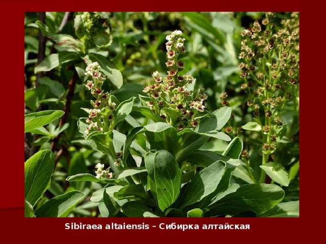 Sibiraea altaiensis – Сибирка алтайская   