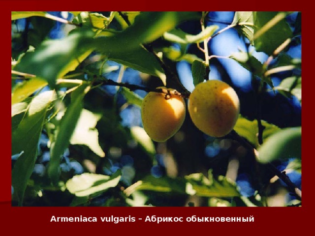Armeniaca vulgaris – Абрикос обыкновенный   
