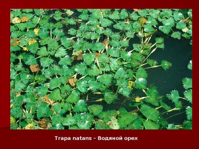 Trapa natans – Водяной орех   