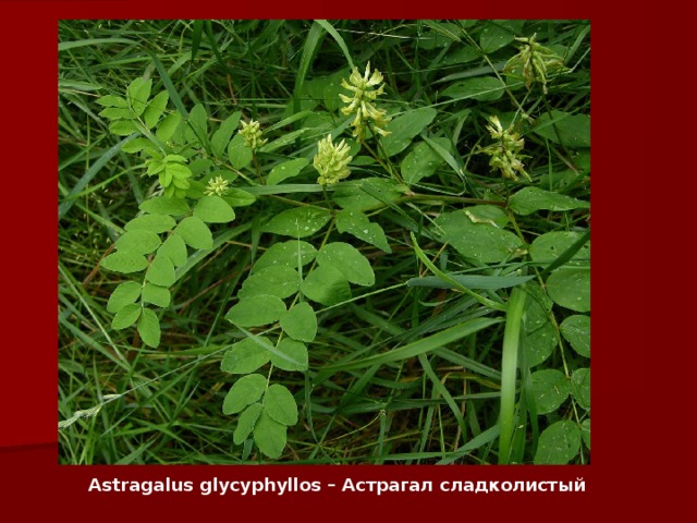 Astragalus glycyphyllos – Астрагал сладколистый   
