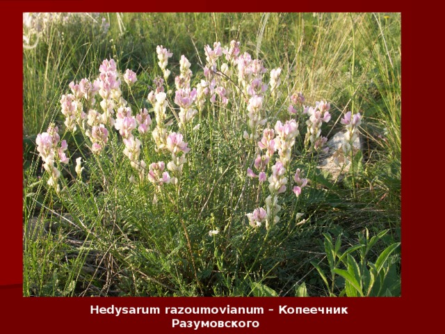 Hedysarum razoumovianum – Копеечник Разумовского   