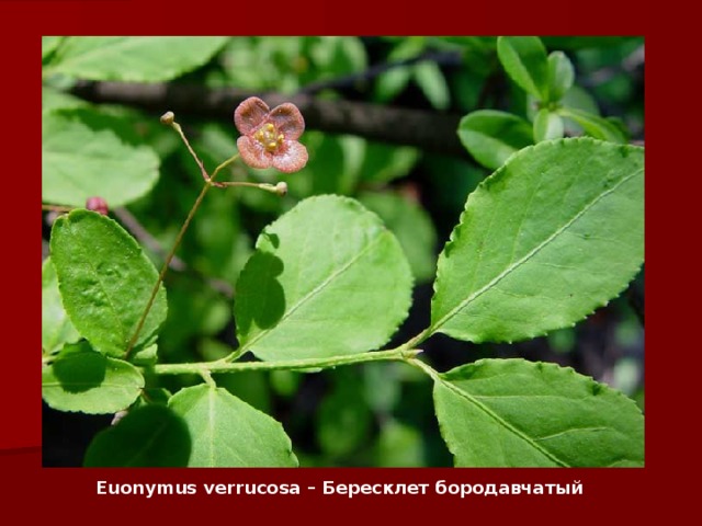 Euonymus verrucosa – Бересклет бородавчатый   