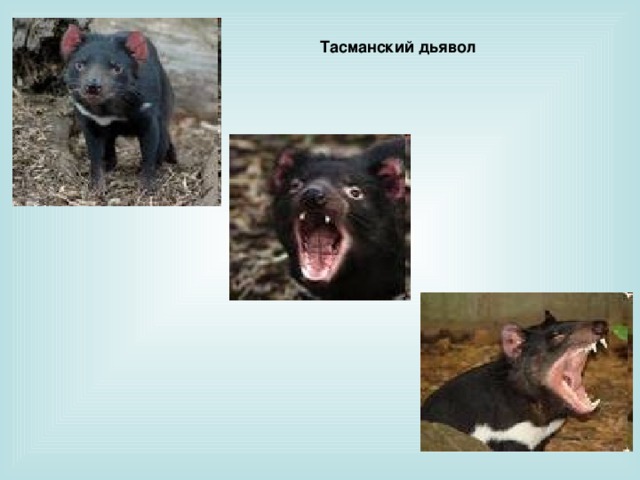 Тасманский дьявол презентация