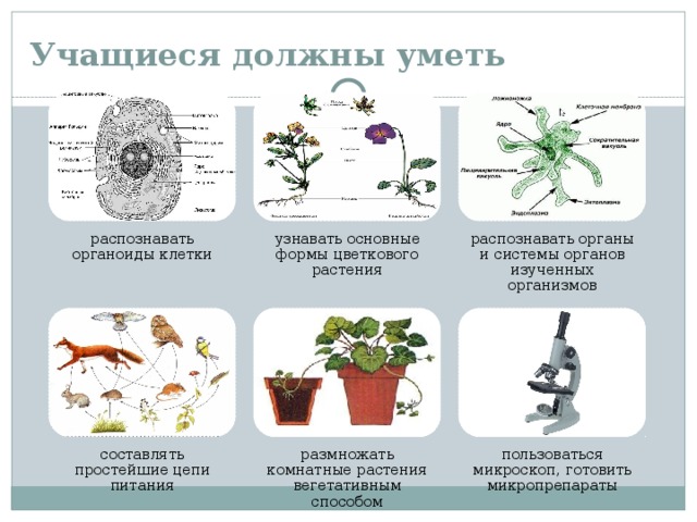 Учащиеся должны уметь распознавать органоиды клетки узнавать основные формы цветкового растения распознавать органы и системы органов изученных организмов составлять простейшие цепи питания размножать комнатные растения вегетативным способом пользоваться микроскоп, готовить микропрепараты 