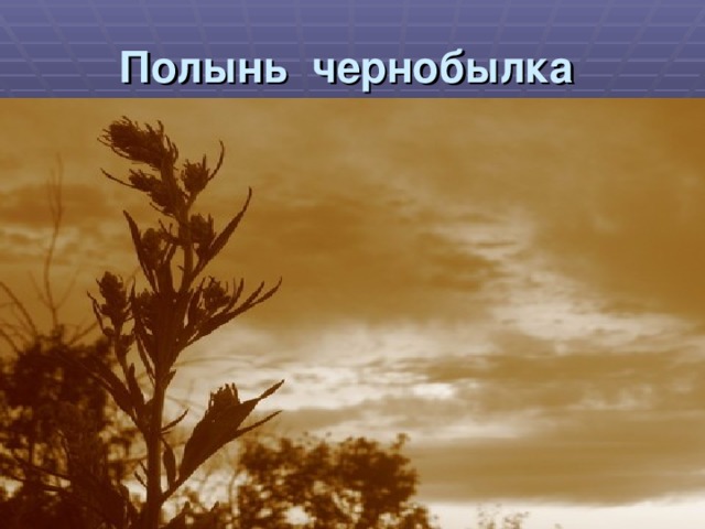 Полынь чернобылка 