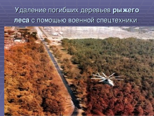 Удаление погибших деревьев рыжего леса с помощью военной спецтехники  