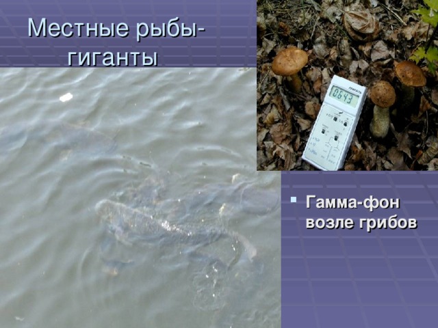 Местные рыбы-гиганты Гамма-фон возле грибов 