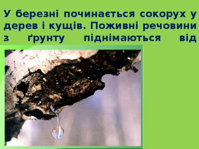  У березні починається сокорух у дерев і кущів. Поживні речовини з ґрунту піднімаються від коренів до бруньок. 