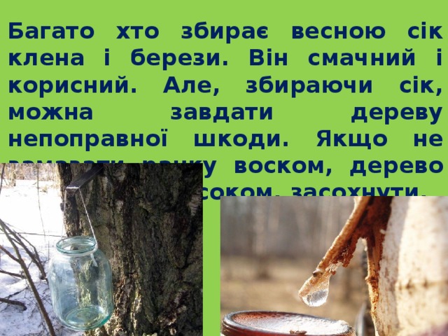  Багато хто збирає весною сік клена і берези. Він смачний і корисний. Але, збираючи сік, можна завдати дереву непоправної шкоди. Якщо не замазати ранку воском, дерево може витекти соком, засохнути. 