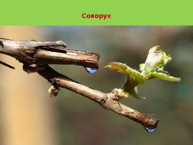   Сокорух     