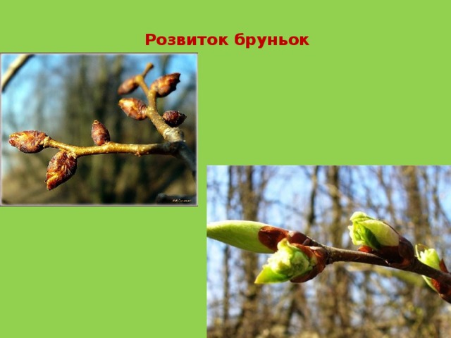   Розвиток бруньок   
