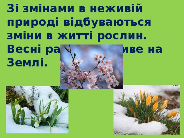  Зі змінами в неживій природі відбуваються зміни в житті рослин. Весні радіє все живе на Землі. 