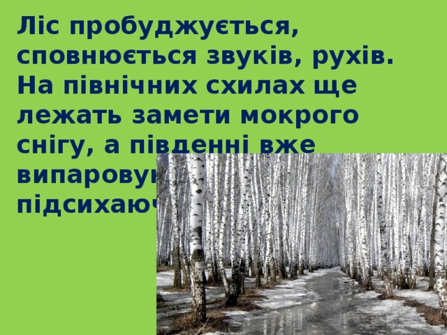  Ліс пробуджується, сповнюється звуків, рухів. На північних схилах ще лежать замети мокрого снігу, а південні вже випаровуються, підсихаючи. 