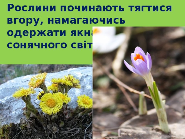  Рослини починають тягтися вгору, намагаючись одержати якнайбільше сонячного світла. 